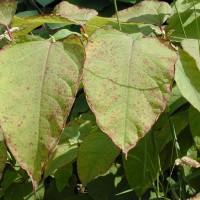 Giant Knotweed